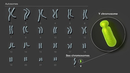 Researchers assemble the first complete sequence of a human Y chromosome
