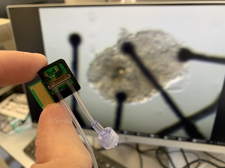 Tiny, Multichambered Human Heart Model Developed by Hebrew University Researchers Could Transform Cardiovascular Research and Drug Evaluation