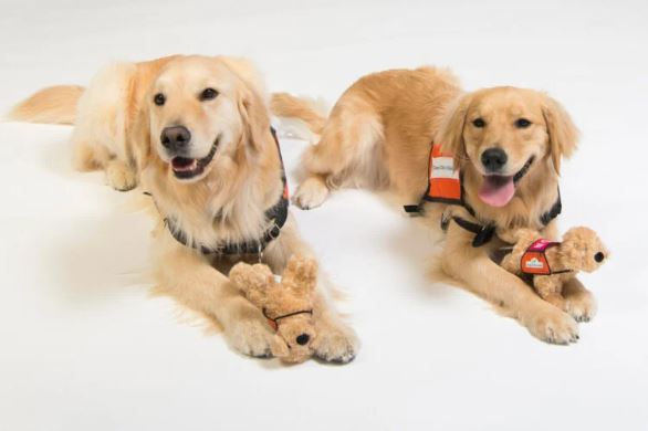 Cleveland Clinic Children’s Facility Dogs Embark on International Adventure
