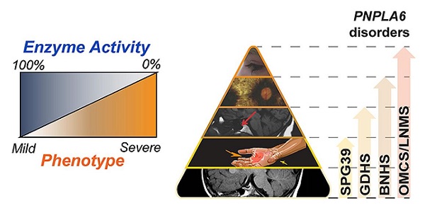 Scientists unravel genetic basis for neurodegenerative disorders that affect vision