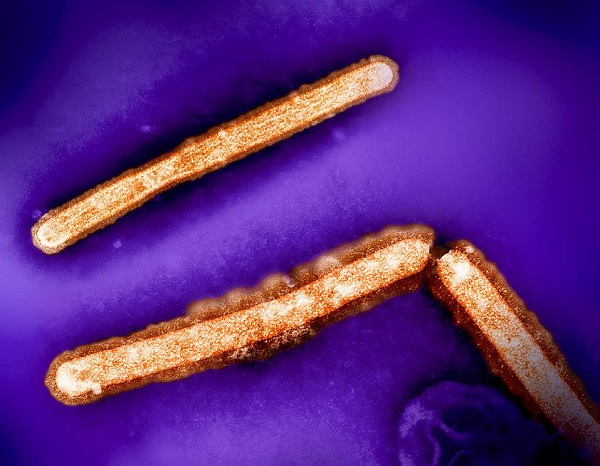 Single mutation in H5N1 influenza surface protein could enable easier human infection